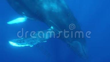 驼背<strong>鲸鱼</strong>妈妈带着小牛在蓝色的海水中接近潜水员<strong>摄影</strong>师。